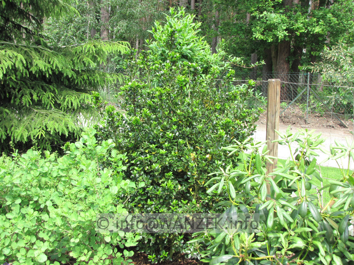 Ilex meserveae Blue Prince.JPG